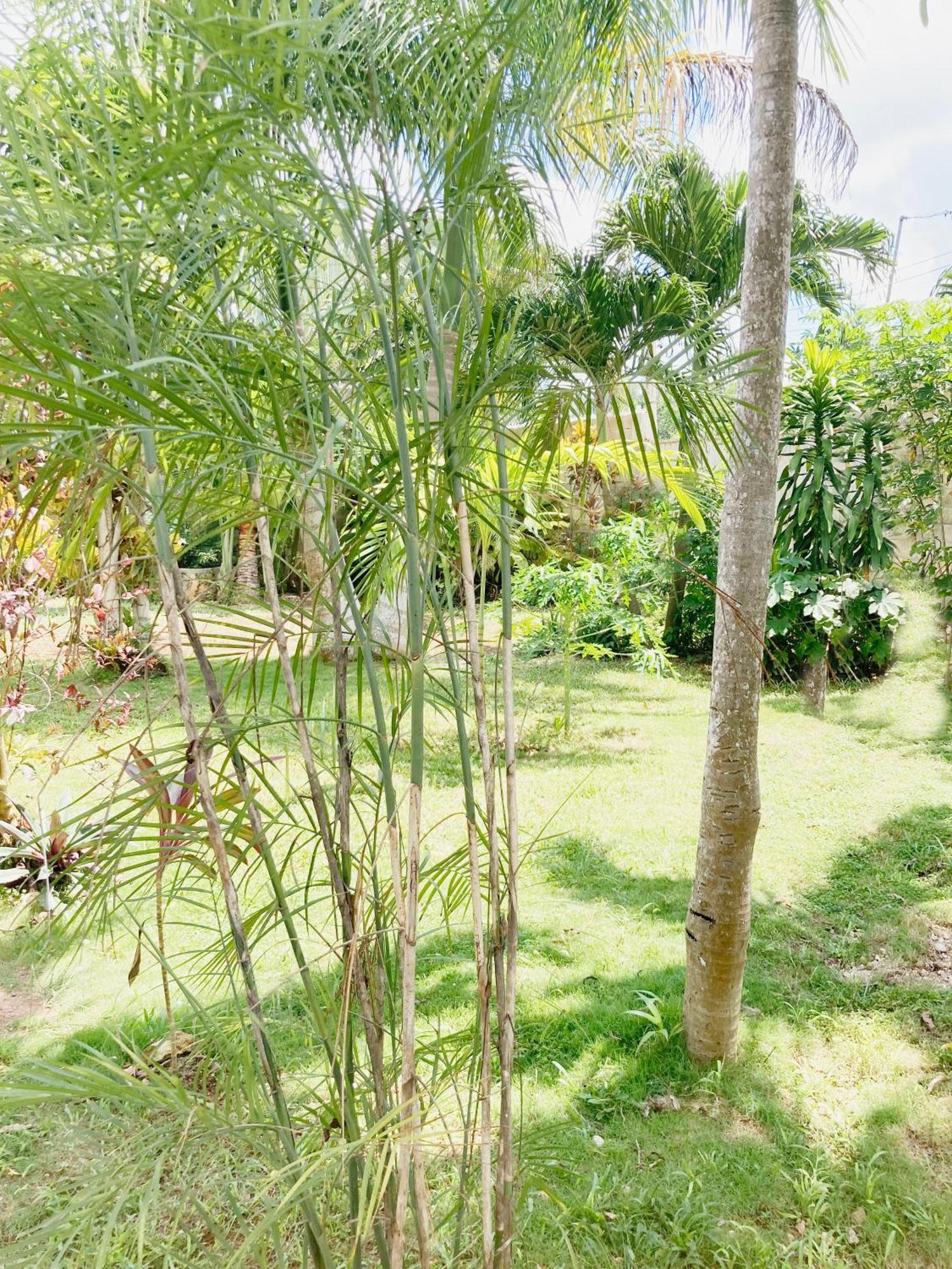 Green Paradise Leona Vicario Ngoại thất bức ảnh
