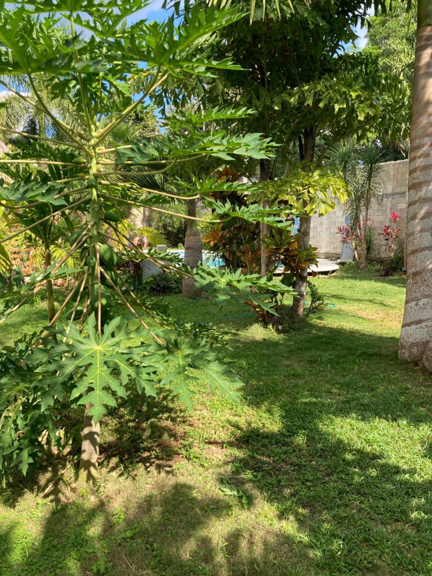 Green Paradise Leona Vicario Ngoại thất bức ảnh