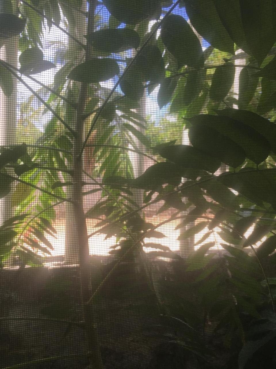 Green Paradise Leona Vicario Ngoại thất bức ảnh