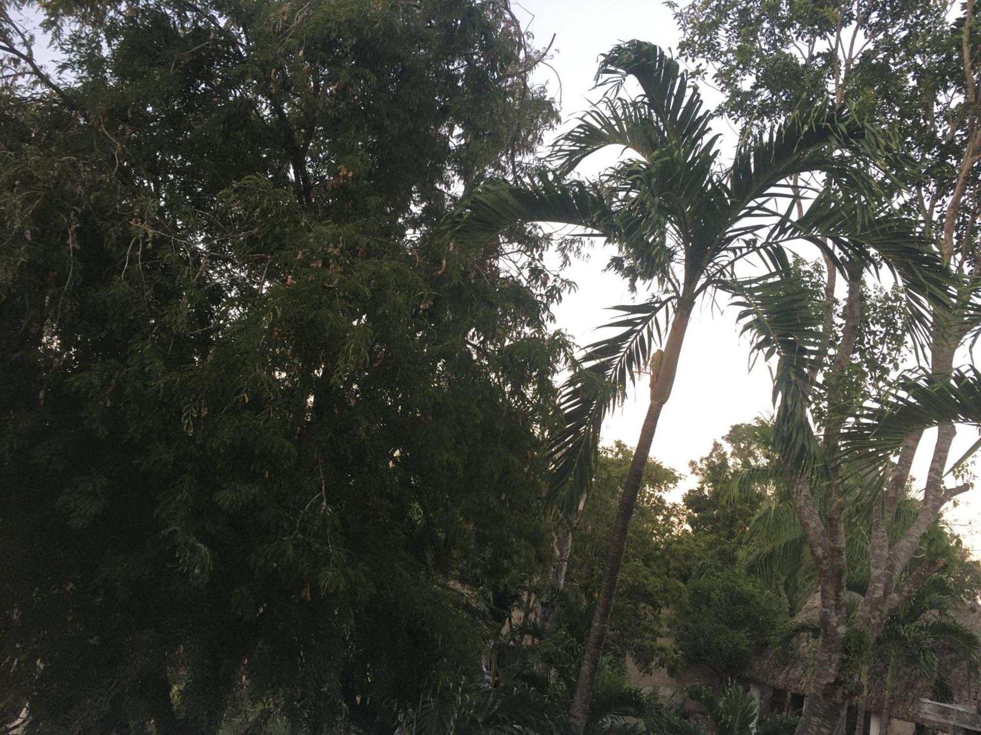 Green Paradise Leona Vicario Ngoại thất bức ảnh