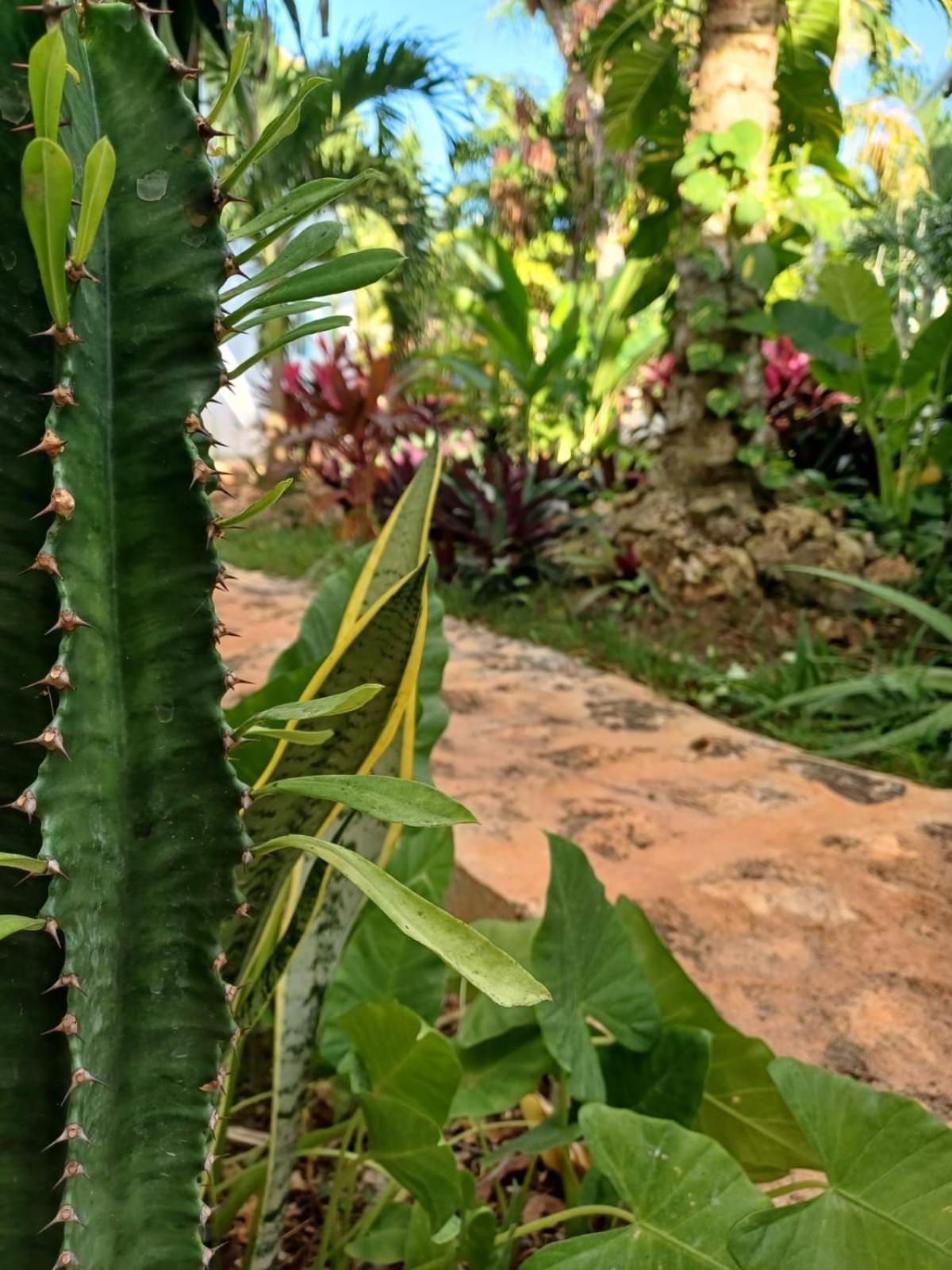 Green Paradise Leona Vicario Ngoại thất bức ảnh