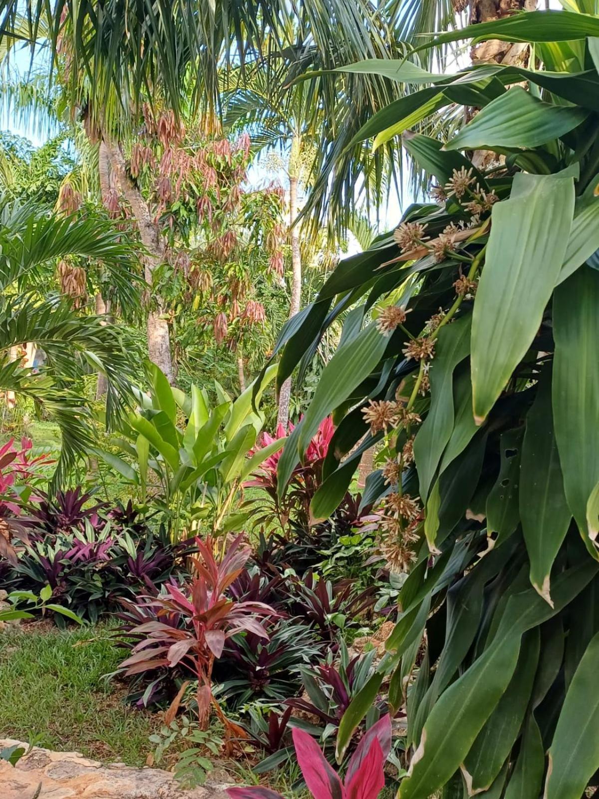 Green Paradise Leona Vicario Ngoại thất bức ảnh