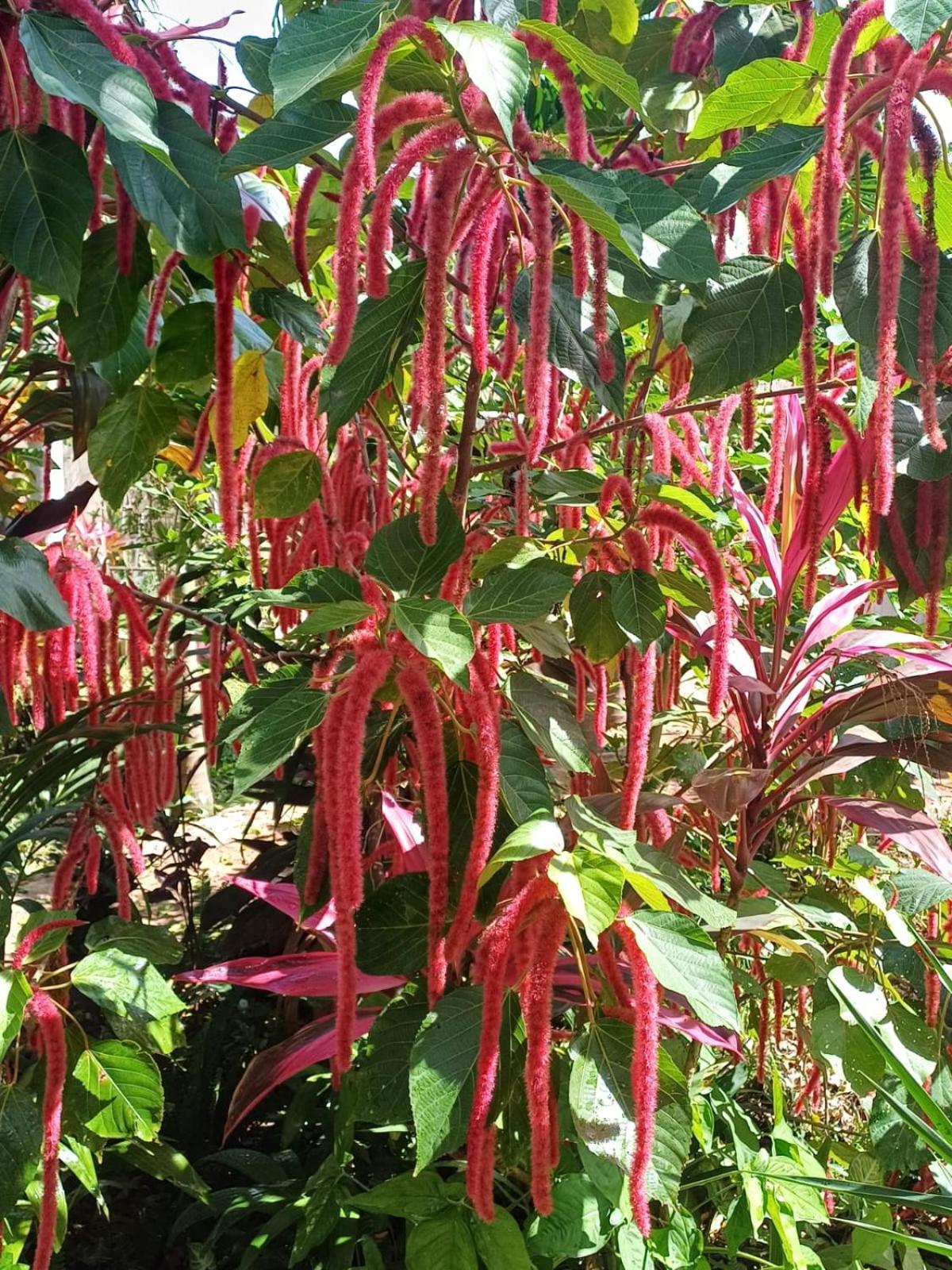 Green Paradise Leona Vicario Ngoại thất bức ảnh